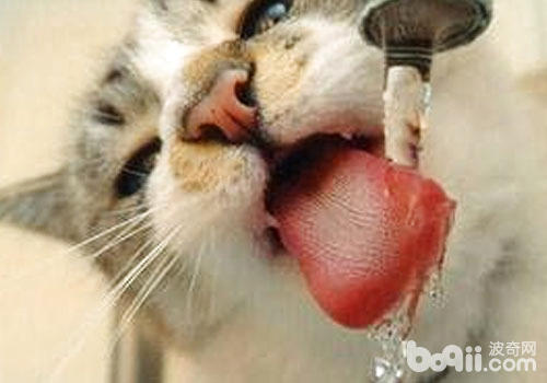 猫咪饮水器的作用及使用方法