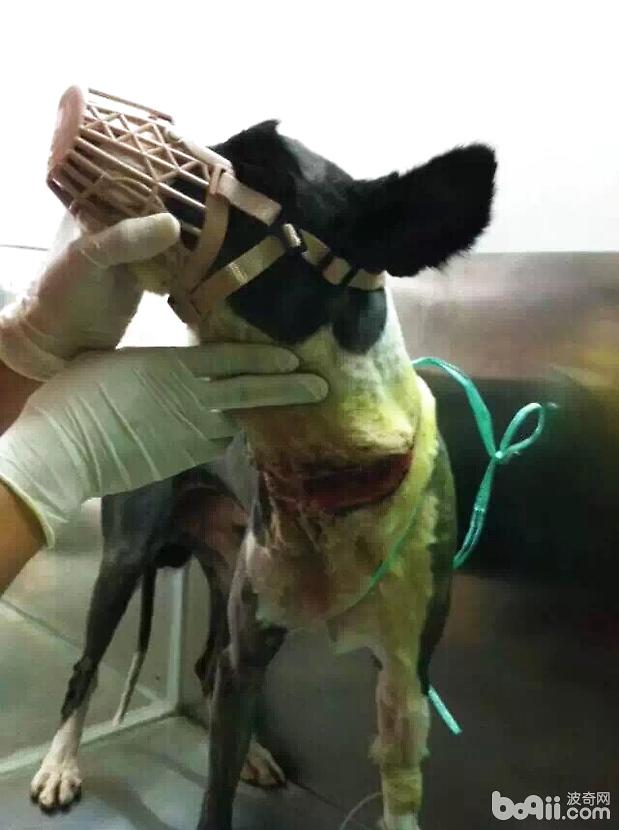 一例边境牧羊犬的伤口处理与护理
