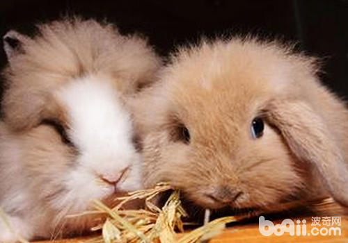 兔常见皮肤病的预防处理