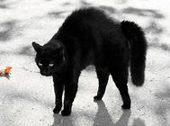 为什么黑猫常遭人歧视？