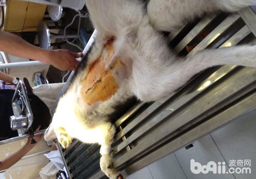 猫咪的钡餐造影|猫咪常见病-波奇网百科大全