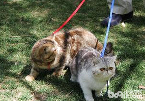 完美溜猫攻略|成猫饲养-波奇网百科大全