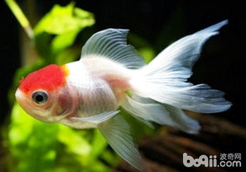 金魚失鰾癥的治療方法 金魚失鰾癥的治療方法