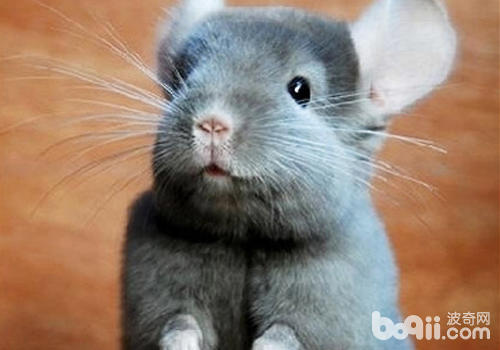 龍貓昏倒的因素有哪些