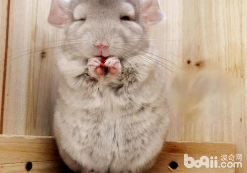 龍貓昏倒的因素有哪些