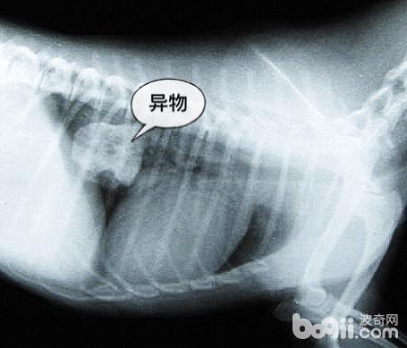 犬食道梗阻病例分析|狗狗常见病-波奇网百科大全