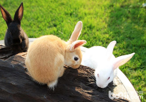 如何控制兔异食癖