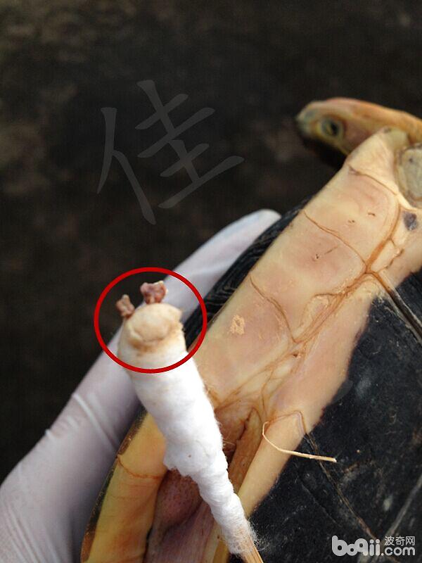 一例黄缘闭壳龟肉甲分离的治疗报告
