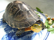 一例安布閉殼龜的口吐白沫、嚴重腐甲治療報告