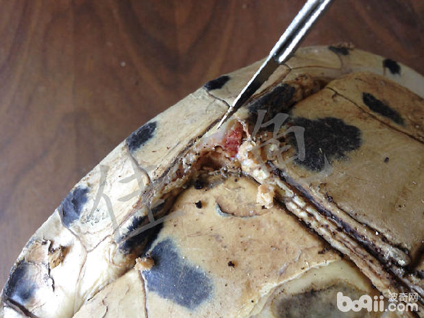 一例安布闭壳龟的口吐白沫、严重腐甲治疗报告