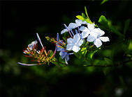 藍(lán)雪花的栽培要點