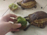 兩例黃額閉殼龜調理開食報告