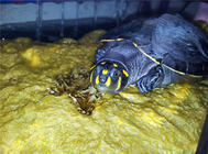 教你分辨激素龟以及为什么叫激素龟