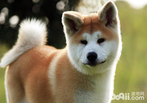 母犬不孕的原因有哪些-轻博客