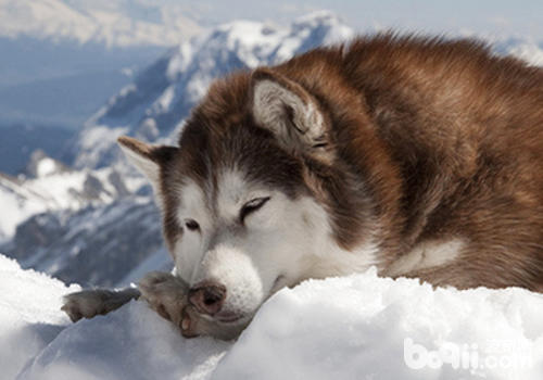 狗狗在哪些情况下容易咬人