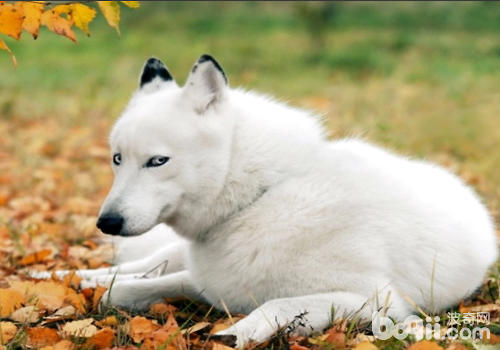 狗狗在哪些情况下容易咬人