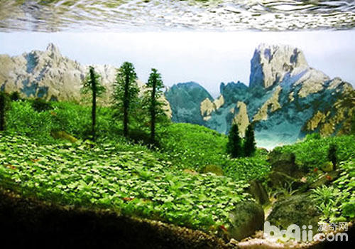 西非风格水草造景 西非风格水草造景