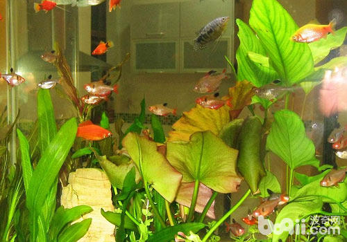 水质稳定剂的作用 水质稳定剂的作用