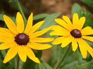 黑心菊的三种繁殖方式