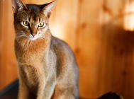 猫咪急性肾功能衰竭的病因及应对措施