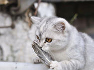  暹羅貓是斗雞眼？