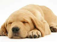 如何提高狗狗的睡眠質量