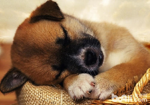 如何提高狗狗的睡眠质量