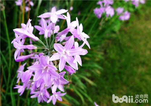 紫娇花常用的繁殖方法介绍
