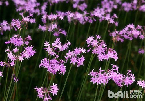 紫娇花的品种简介