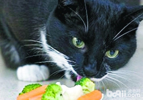 素食害死猫?