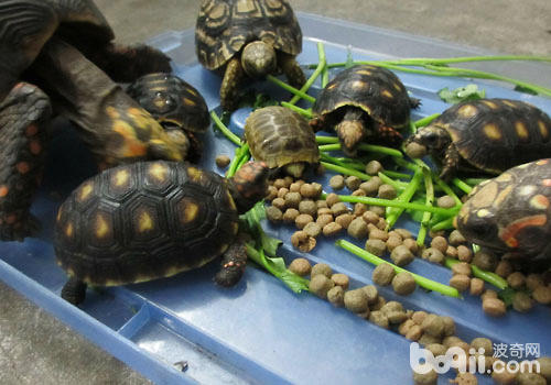 龟的食量有多大？