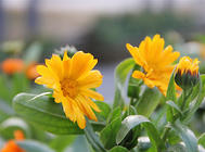 金盏菊的播种繁殖方法