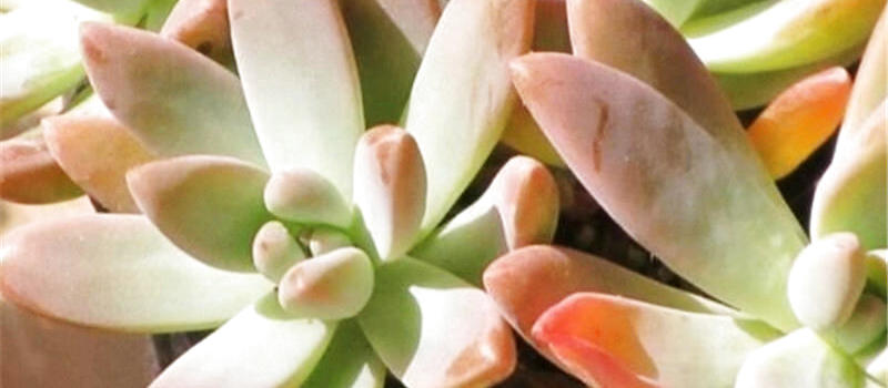 秋丽的外形特点及品种简介