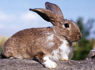 兔子可以不吃兔糧嗎