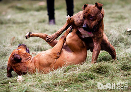 狗狗打架哪些部位容易受伤|成犬饲养-波奇网百科大全