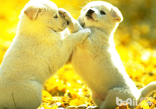 狗狗打架哪些部位容易受伤|成犬饲养-波奇网百科大全