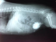 犬尿道结石的诊断