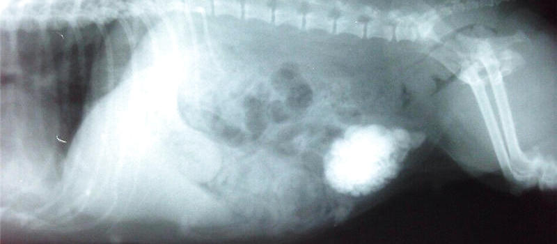 犬尿道结石的诊断|狗狗常见病-波奇网百科大全