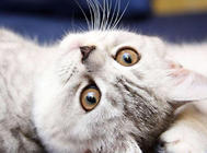 高架貓領養，關注弱勢動物救助