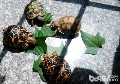 龟鳖混养的方法