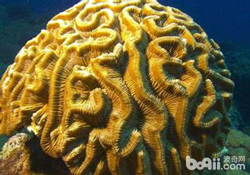 脑珊瑚的种类及饲养