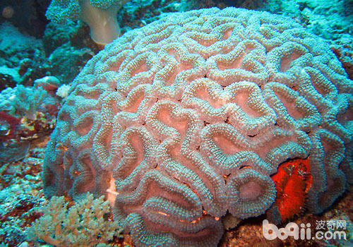 脑珊瑚的种类及饲养