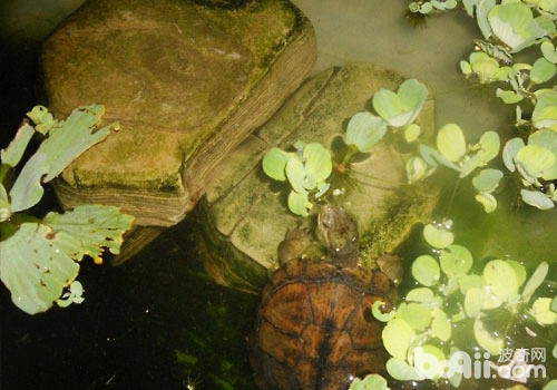 根据水色判断养龟水质好坏