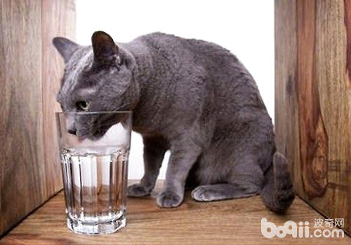 冬天如何让猫咪尽情喝水