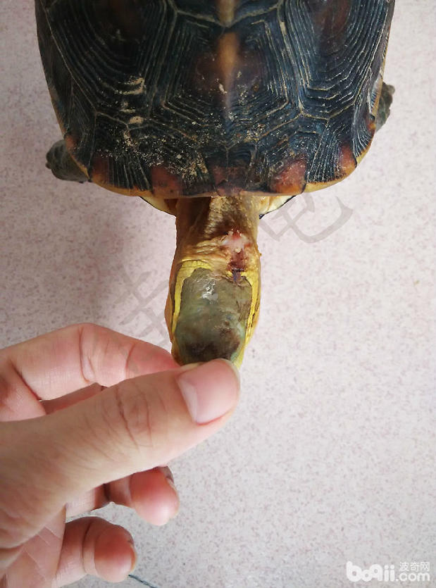 黄缘闭壳龟头部肿瘤手术|爬虫常见病症-波奇网