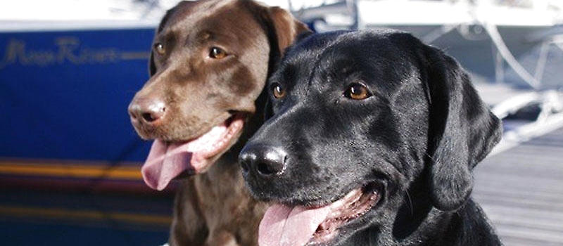 拉布拉多护主吗?|狗狗品种-波奇网百科大全