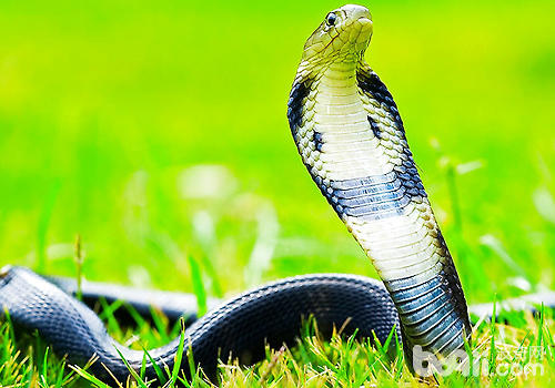 蛇的摄食习性有哪些共同点