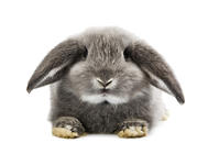 怎么改善兔子陋习及和兔子玩耍