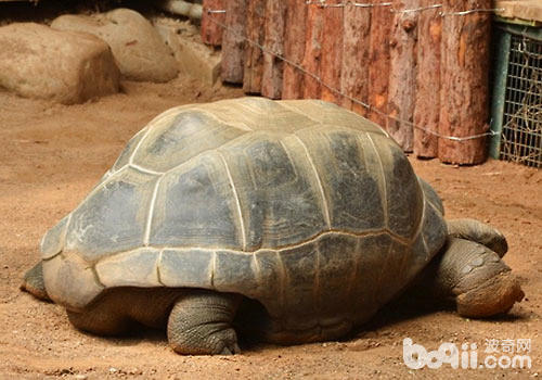 乌龟饲养中的保温设施有哪些？