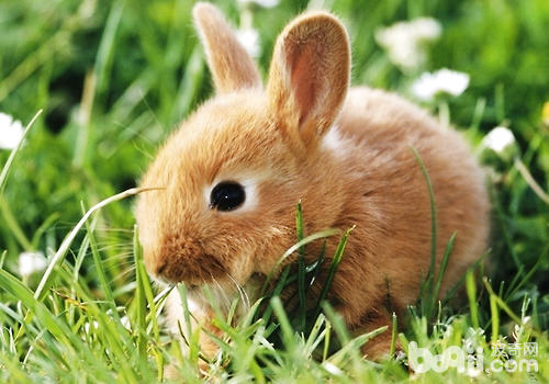 怎么改善兔子陋习及和兔子玩耍